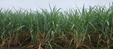 sugar cane