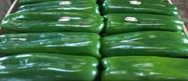 pimiento